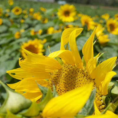 Garver Market Sunflower Farm