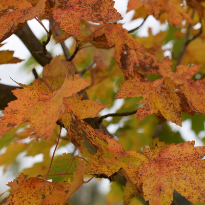 Keehner Park leaves