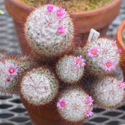 Miami Hamilton Conservatory Cactus