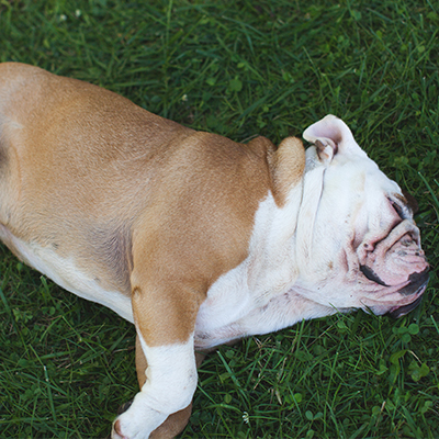 Bulldog at Morning Sun Flower Farm