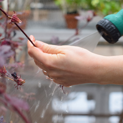 Miami Hamilton watering