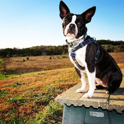 Riverside Natural Area dog