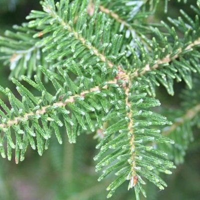 Liberty's Best Image Tree