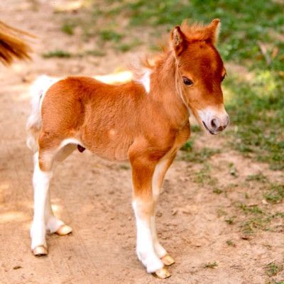 Nation Road Horse Rental, Oxford Ohio