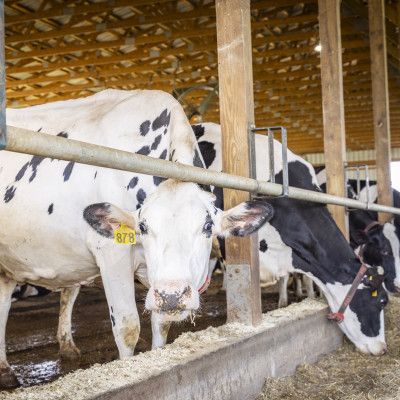 Mullen Dairy