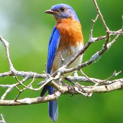 Eastern Bluebird, Forest Run MetroPark