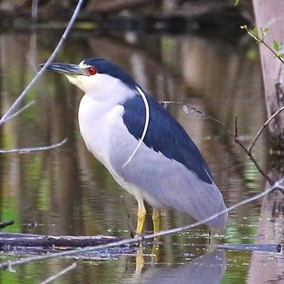 Black Crowned Night Heron, Gilmore MetroPark