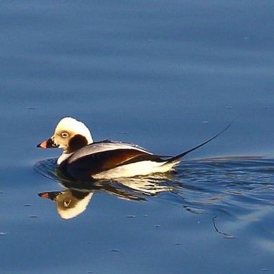 Long Tailed Duck, Great Miami River