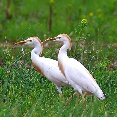 Cattle Egrets, Ellis Lake Wetlands