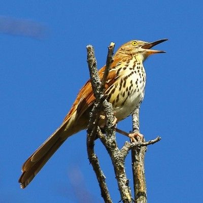 Brown Thrasher, Forest Run MetroPark