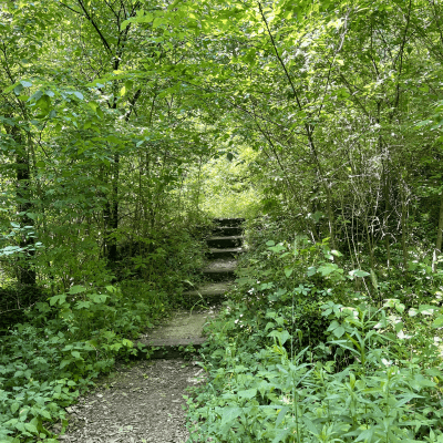 Bull's Run
