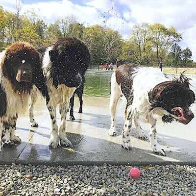 Dogs Swimming
