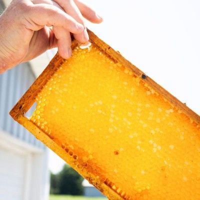 Don Popp's Honey Farm Honeycomb