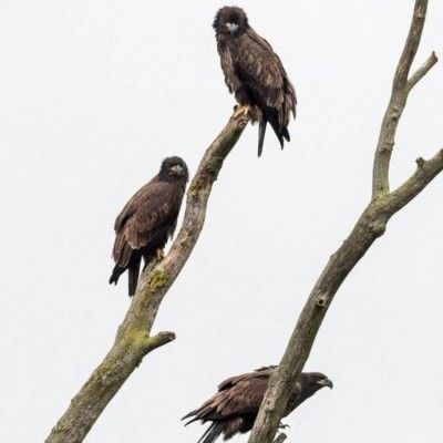 Eaglets Fledging