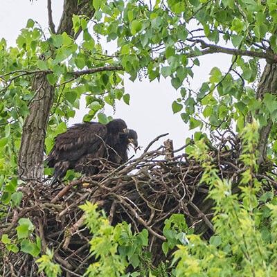 Growing Bald Eagles