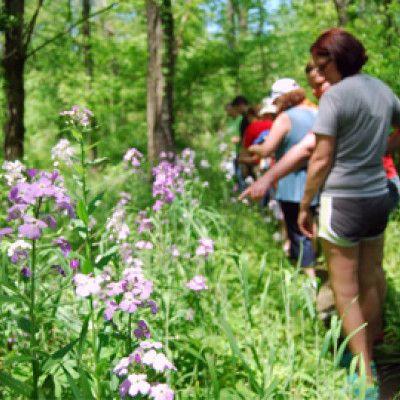 Wildflower Walks, Oxford Ohio