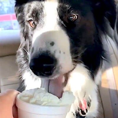 Dog Eating Ice Cream