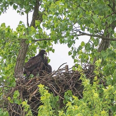 Bald Eaglets in Nest
