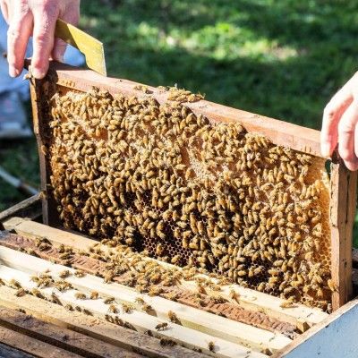 Honeybee Hives