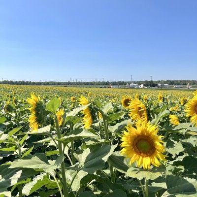 Garver Family Farm