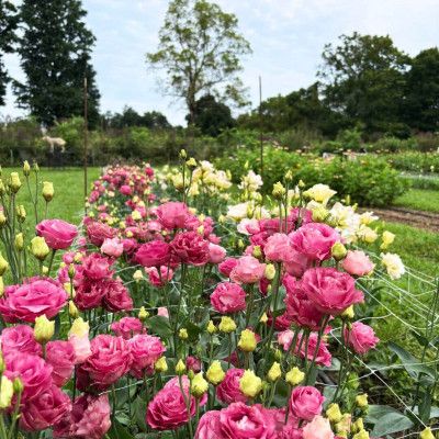 Lisianthus, Knebel's Flower Farm