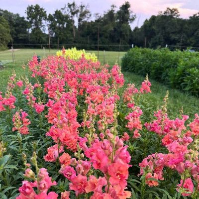 Snapdragons, Knebel's Flower Farm