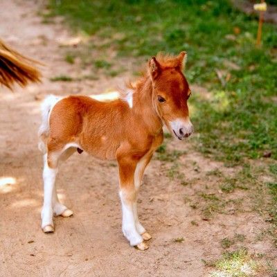 Koda the Baby Pony