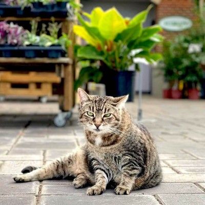 Lilly the Cat