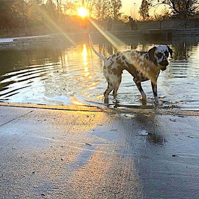 Dalmatian Dog Swimming