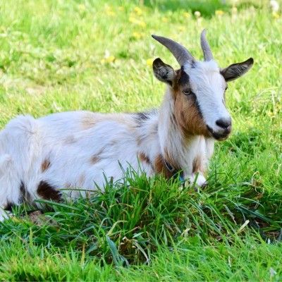 Goats Helping Butler County MetroParks