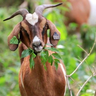 Goats on the Go