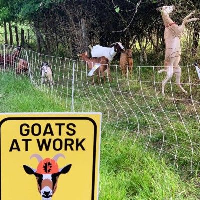 Goats on the Go, Butler County MetroParks