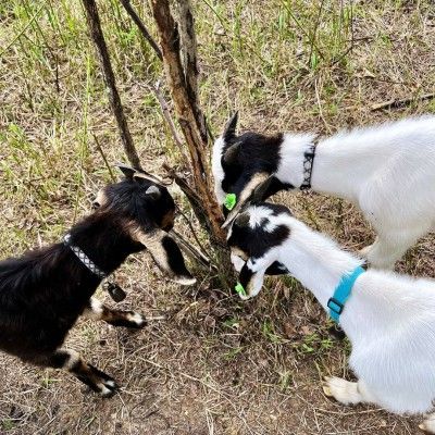Goats Helping Butler County MetroParks
