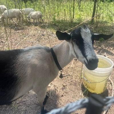 MetroParks Goat