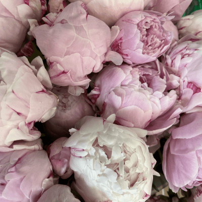 Peonies