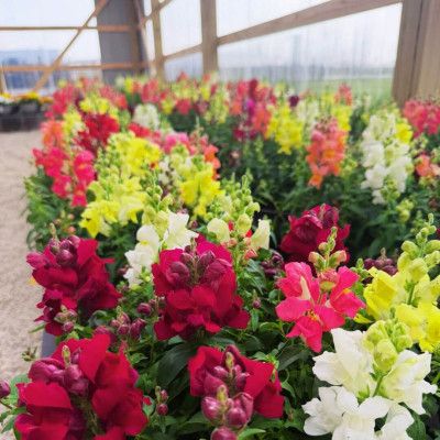 Schaefer's Farm Market