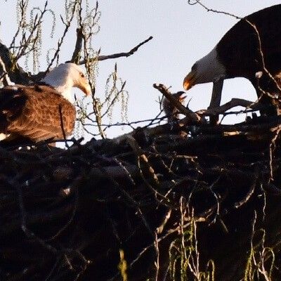 Eagles Feeding Eaglets