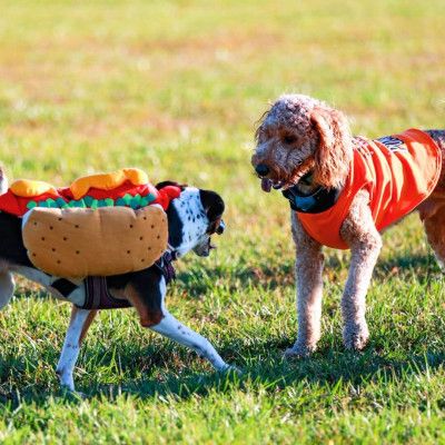 The Howl at VOA MetroPark