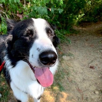 Australian Shepherd 