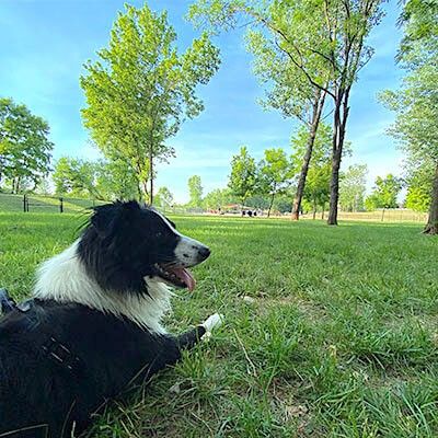Happy Dog at Furfield Park