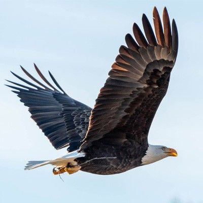 Eagle flying