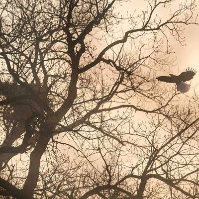 Bald Eagle Flying