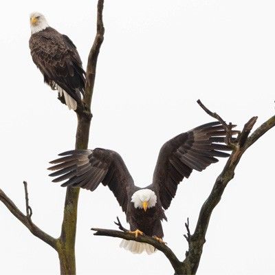 Bald Eagles Ralph + Alice