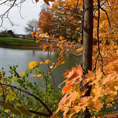 Dudley Woods Park, Liberty Township Ohio