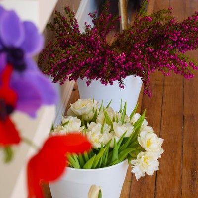 Content image Image file twolittlebudsseveralflowers0-85121f555056a36_851220eb-5056-a36a-09bbfb07c814d0c0.jpg
