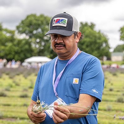 The Father of Lavender
