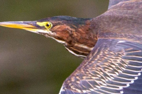 Image file Green-Heron_C71FA28B-5056-A36A-0999472CD41042DE-c71f9e8e5056a36_c71fd381-5056-a36a-09e3ea0a97622cfe.jpg