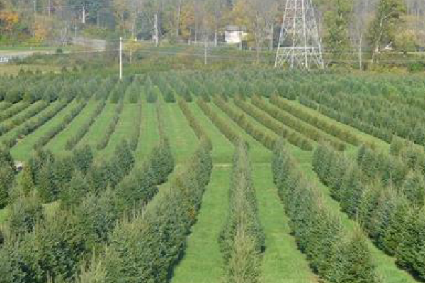 Image file John-T-Nieman-Nursery_fb1182d6-5056-a36a-0922a511a9d1ec36.png