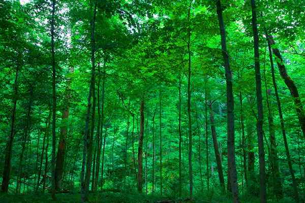 Image file governorbebbpreserve_1220122D-B902-658C-A3A09DE3816E45B9-122011049a9cb39_122018d5-cd3d-ed96-f258ea6f5da0b645.jpg