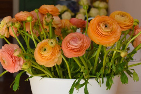 Content image Image file twolittlebudslisting10-1220489a5056a36_122049fb-5056-a36a-0922fb59ff8f95e7.jpg
